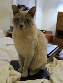 Princess Grace posing innocently on top of my iPad